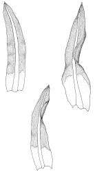 Bryoerythrophyllum dubium, stem leaves. Drawn from G.O.K. Sainsbury 16291, WELT M016159.
 Image: R.D. Seppelt © R.D.Seppelt All rights reserved
